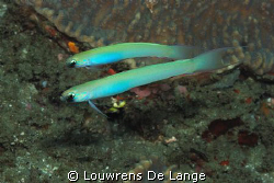 Very hard to get a photo of these as they are extremely shy by Louwrens De Lange 